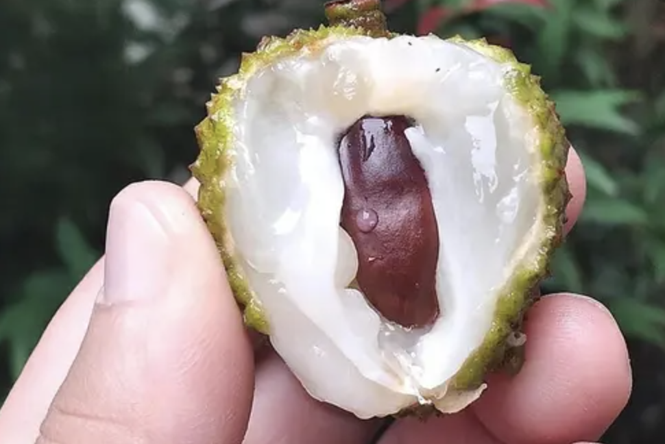 Ekstrakt z kasztanowca